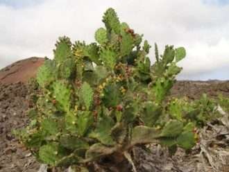 Opuntia monacantha (nopal caído)