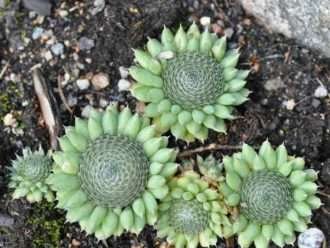 Orostachys spinosa (gorros de burro)