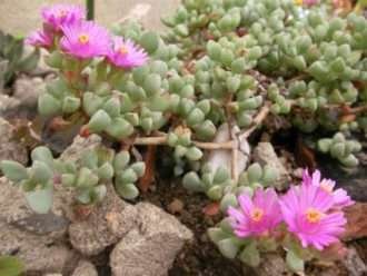 Oscularia pedunculata