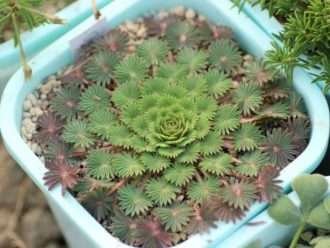 Oxalis palmifrons (falso trébol de hoja de palma)