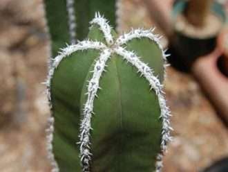 Pachycereus marginatus (cactus de poste de cerca mexicano)