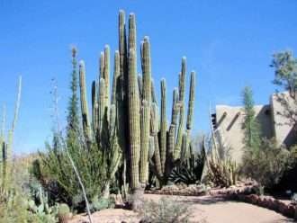 Pachycereus pringlei (Cardón gigante mexicano)