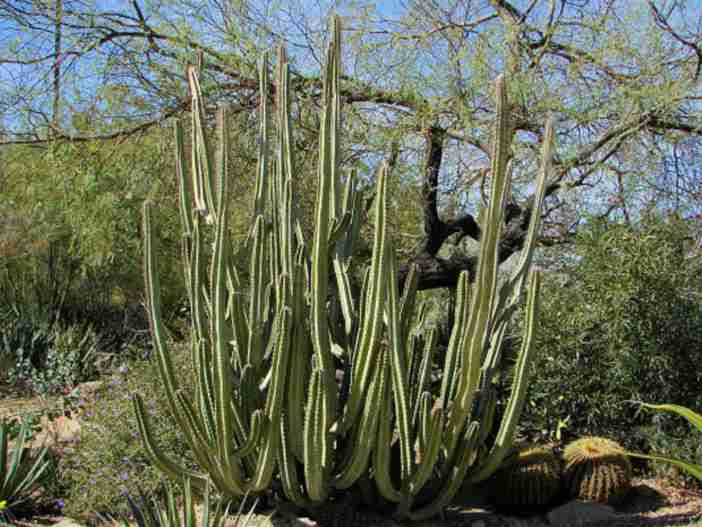 Pachycereus schottii (cactus senita) también conocido como Lophocereus schottii