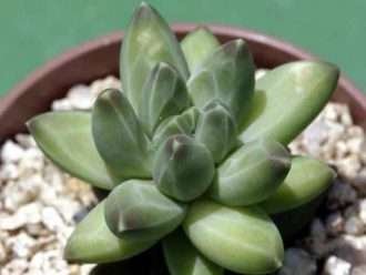 Pachyphytum compacto