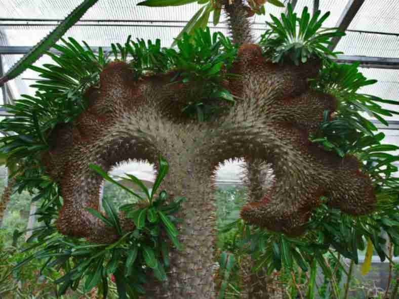 Pachypodium lamerei 'Cristatum' (Palma de Madagascar con cresta)
