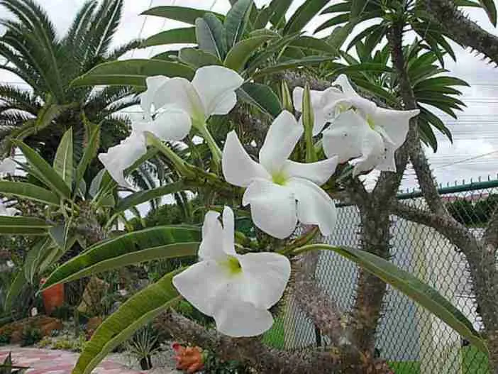 Pachypodium rutenbergianum - Palma de Madagascar