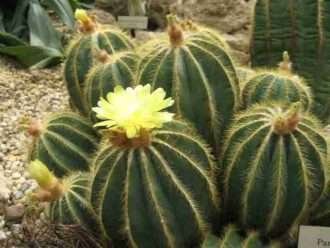 Parodia magnifica (cactus globo) también conocido como Notocactus magnificus o Eriocactus magnificus