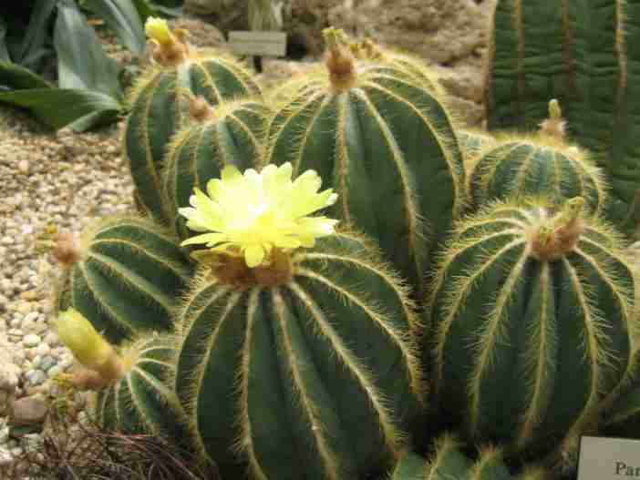 Parodia magnifica (cactus globo) también conocido como Notocactus magnificus o Eriocactus magnificus