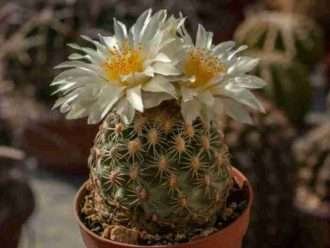 Pediocactus bradyi (Cactus alfiletero de Brady)