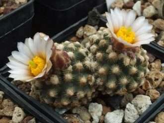 Pediocactus knowltonii (Cactus de Knowlton)