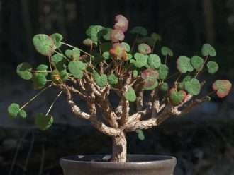 Pelargonium cotyledonis (Viejo Padre Vive para Siempre)