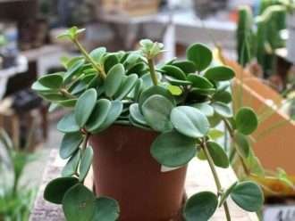 Peperomia 'Esperanza'