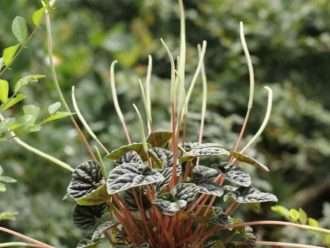 Peperomia caperata (peperomia ondulado esmeralda)