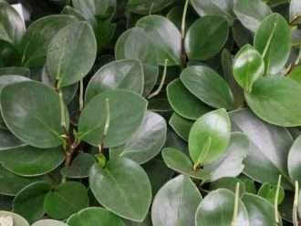 Peperomia obtusifolia (planta de caucho bebé)
