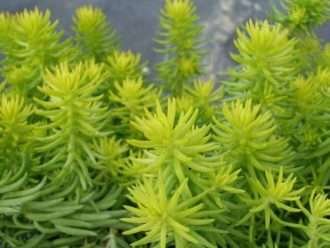 Petrosedum rupestre 'Angelina' (Golden Sedum) también conocido como Sedum rupestre 'Angelina'