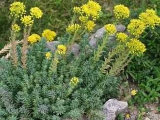 Petrosedum rupestre (Sedum rupestre reflejado) también conocido como Sedum rupestre o Sedum reflexum