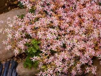 Phedimus stoloniferus (Stolon Stonecrop) también conocido como Phedimus stolonifer o Sedum stoloniferum