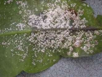 Plagas - Cochinillas