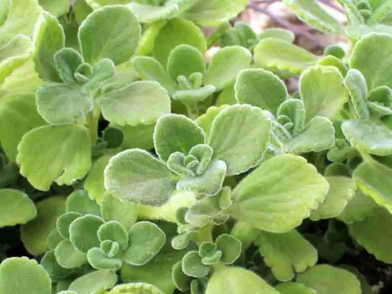 Plectranthus hadiensis var.  tomentosus (Vicks Plant) también conocido como Plectranthus tomentosus