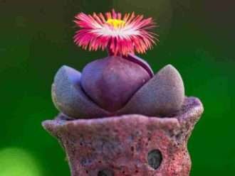 Pleiospilos nelii 'Escalera Real' (Royal Flush Split Rock)