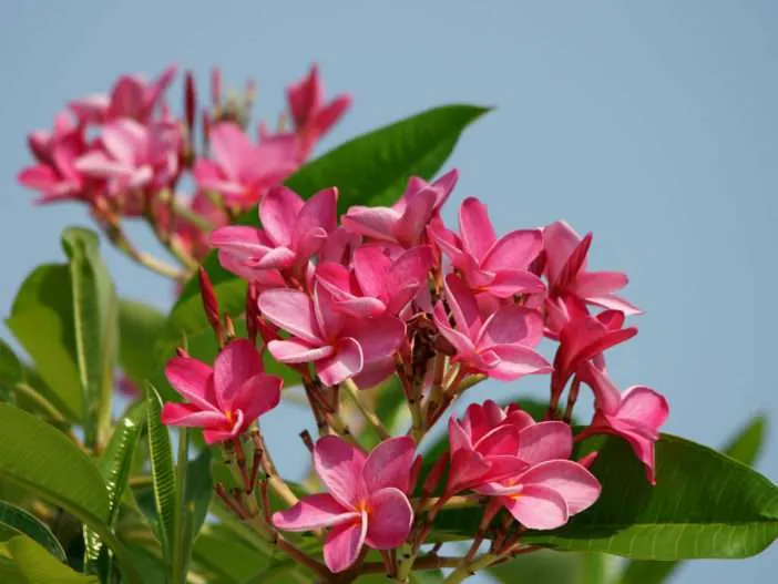 Plumeria rubra (frangipani)