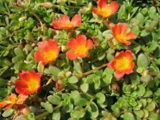 Portulaca oleracea 'Balriorg' (Verdolaga) también conocida como Portulaca oleracea 'Rio Orange'