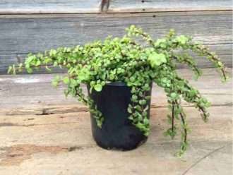 Portulacaria afra (arbusto elefante)