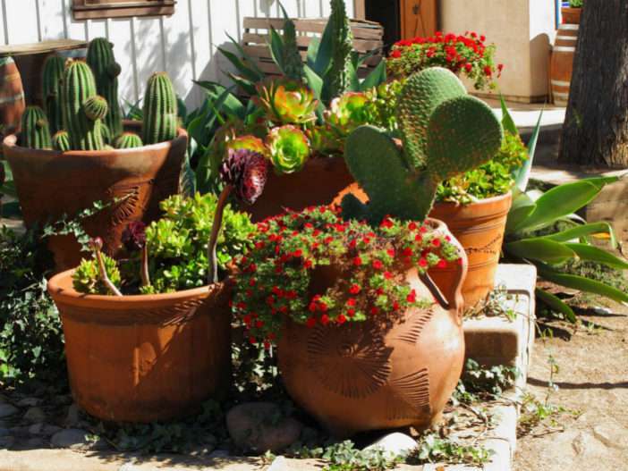 Cactus y suculentas para plantas de interior de fácil cuidado