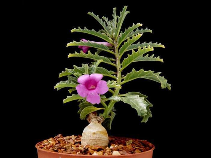 Pterodiscus speciosus