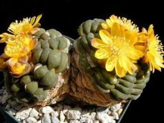 Rebutia cintia también conocida como Cintia knizei