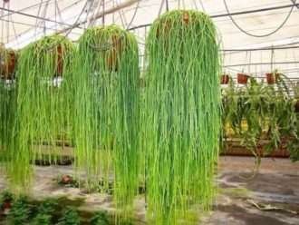 Rhipsalis baccifera (cactus muérdago)