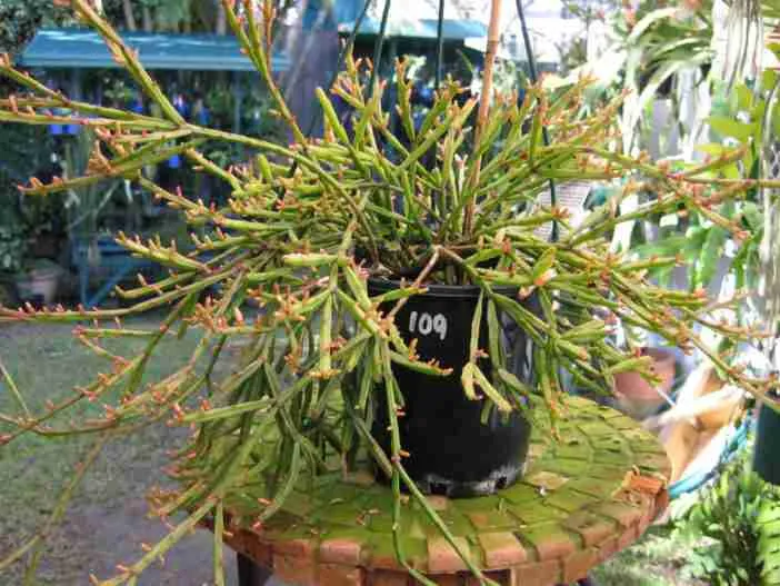 Rhipsalis ewaldiana (cactus de muérdago)
