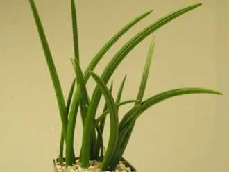 Sansevieria canaliculata (Planta Serpiente)