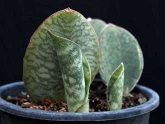 Sansevieria masoniana (Congo de Mason)