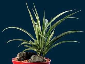 Sansevieria parva 'borde dorado'