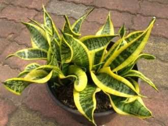 Sansevieria trifasciata 'Twisted Sister' (Planta de serpiente hermana torcida)