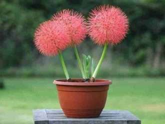 Scadoxus multiflorus (lirio de sangre)
