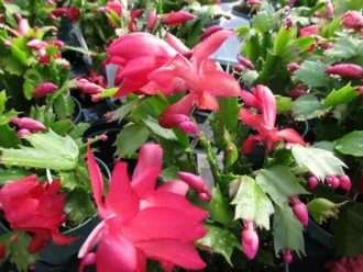 Schlumbergera truncata (Cactus de Acción de Gracias)