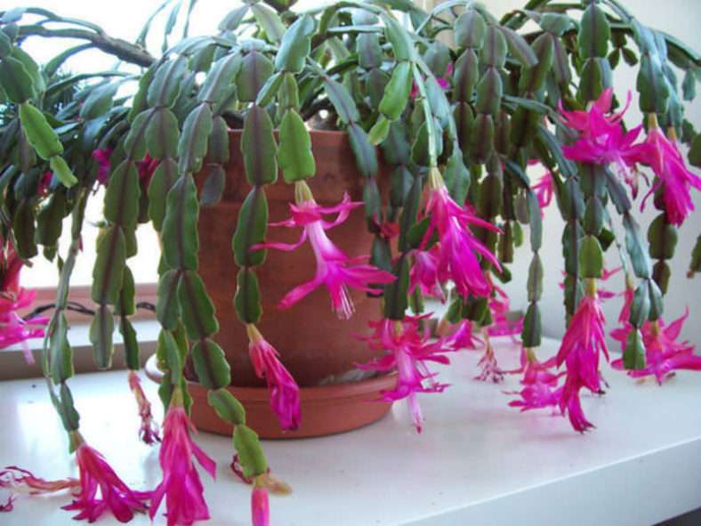 Schlumbergera × hebillayi (verdadero cactus navideño)