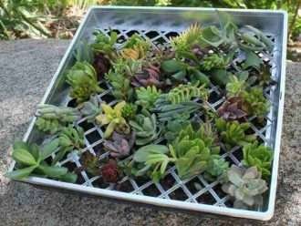Propagación de plantas suculentas