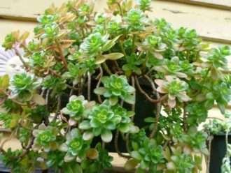 Sedum confuso