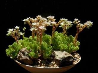 Sedum hirsutum (Cosecha peluda)
