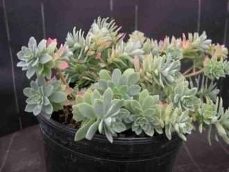 Sedum palmeri 'Guatemalteca Mini'