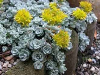Sedum spathulifolium 'Cabo Blanco' - Cape Blanco Stonecrop