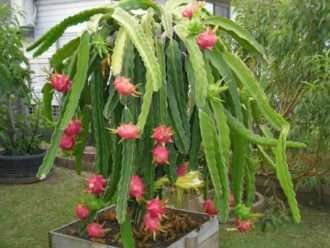 Selenicereus undatus (fruta del dragón) también conocido como Hylocereus undatus