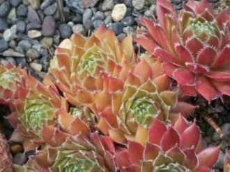 Sempervivum 'Corsario'
