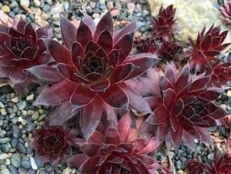 Sempervivum 'Diva de la moda', también conocido como Sempervivum 'Strawberry Kiwi'