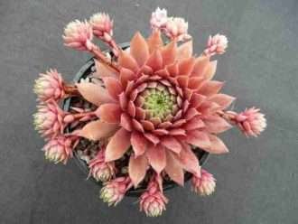 Sempervivum 'Faramir'