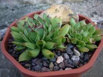 Sempervivum 'Oddity' (Oddity Houseleek) también conocido como Sempervivum tectorum 'Oddity'