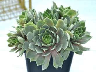 Sempervivum 'Hielo azul del Pacífico'